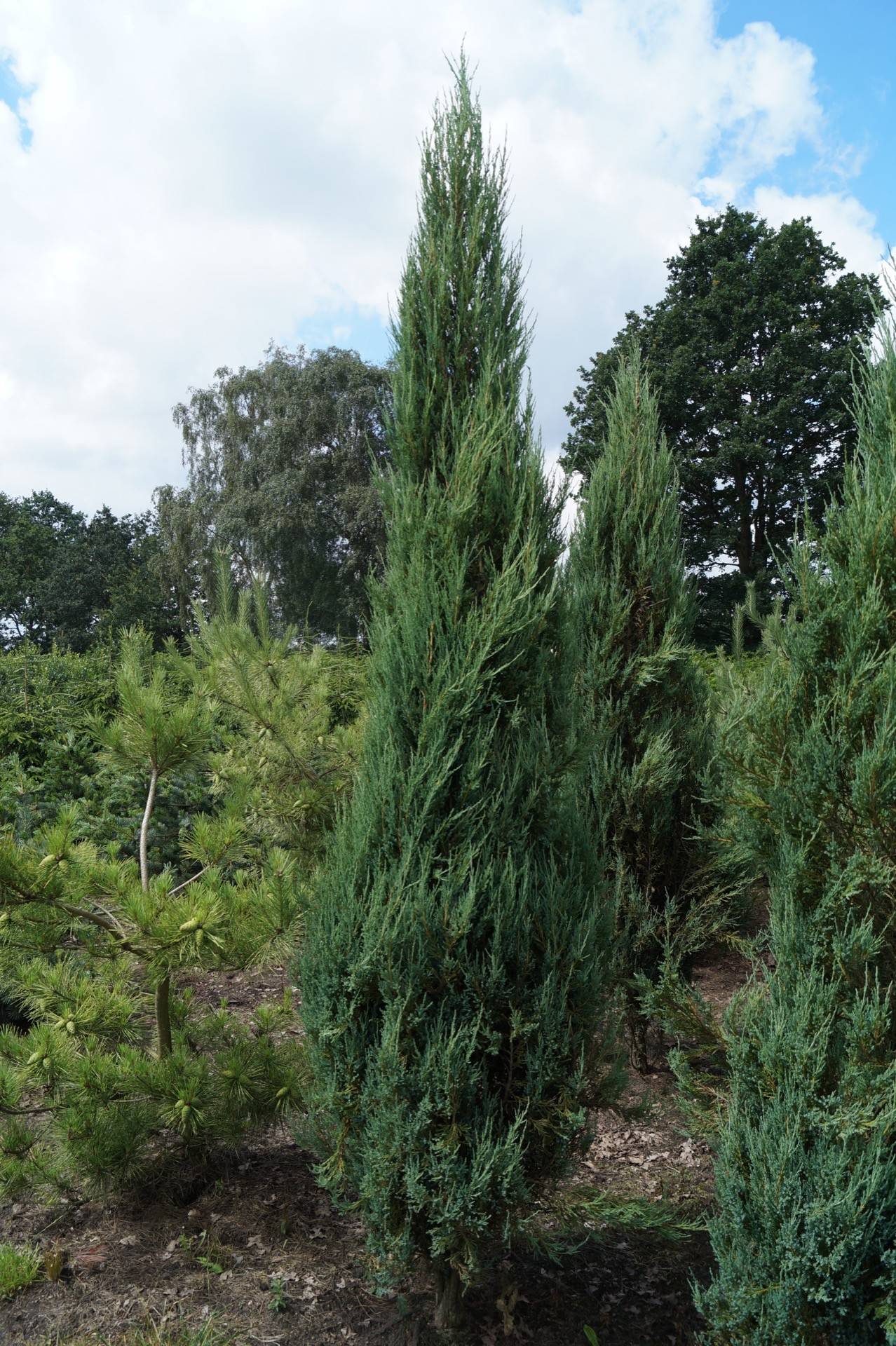 Juniperus scopulorum Blue Arrow_04